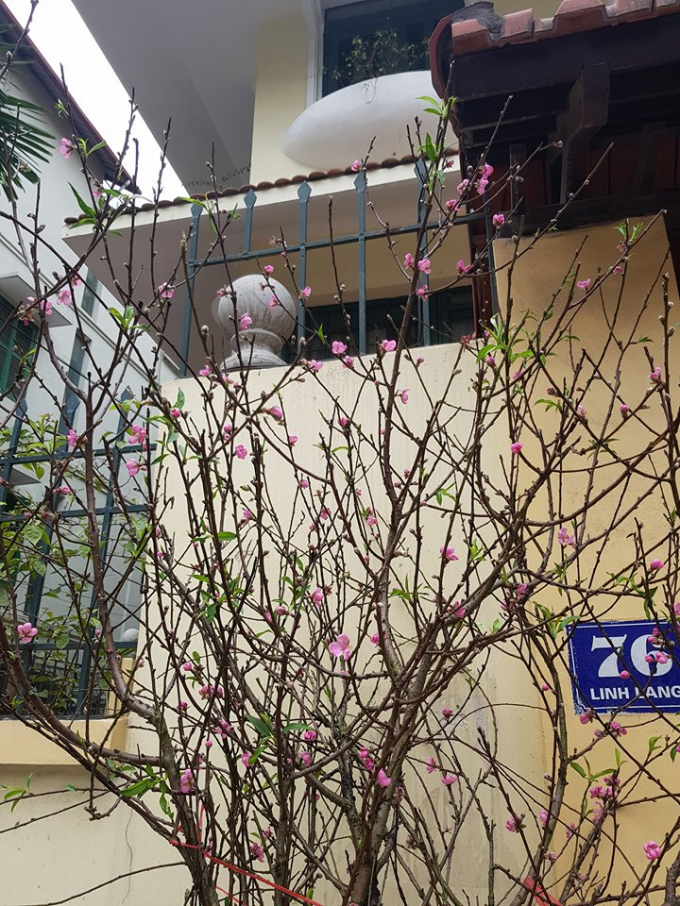 Một số c&agrave;nh đ&agrave;o rừng cũng được b&agrave;y b&aacute;n.              &nbsp;                    &nbsp;                    &nbsp;                    &nbsp;                    &nbsp;                    &nbsp;