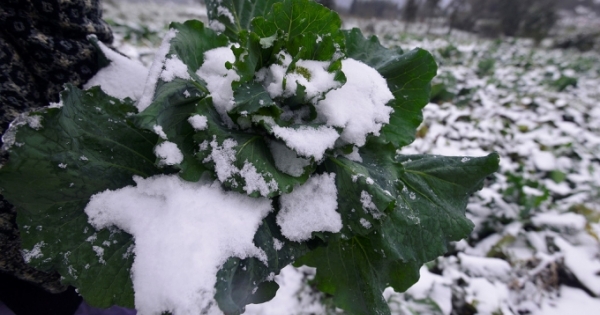 Dân miền núi lao đao vì mưa tuyết