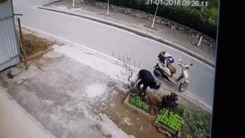 Clip: Mua sẵn chậu, nam thanh niên không quên "mượn" cây đào về chưng Tết