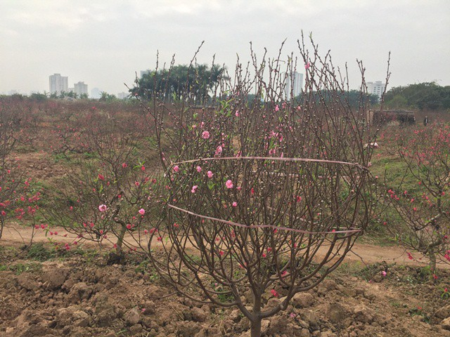 Đ&agrave;o phai năm nay c&oacute; thể c&oacute; nguồn cung nhiều hơn v&igrave; thời điểm n&agrave;y hoa đợt đầu chưa nở. Một c&acirc;y c&oacute; thế đẹp c&oacute; gi&aacute; từ 600.000 đồng đến 1,2 triệu đồng.