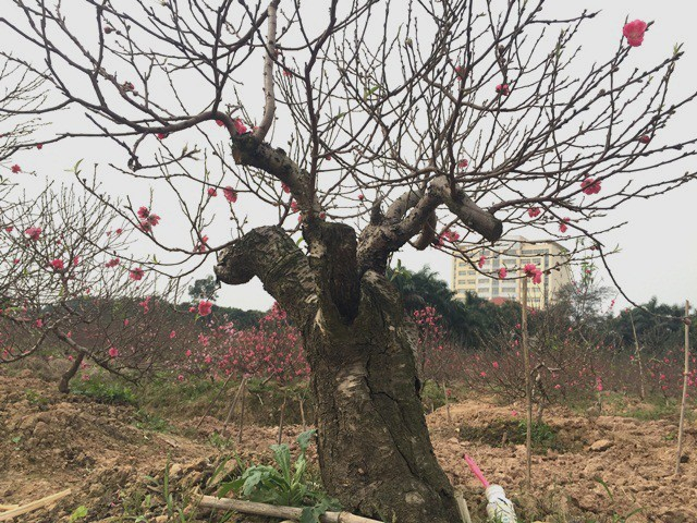 Đ&agrave;o gốc cổ thụ đ&atilde; được thương l&aacute;i v&agrave; người chơi đặt. Gốc đ&agrave;o n&agrave;y c&oacute; gi&aacute; khoảng 4 triệu đồng.