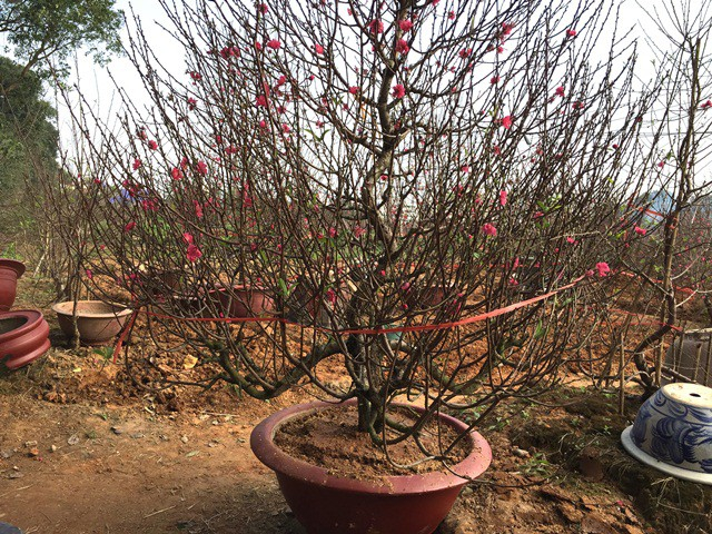 Chậu đ&agrave;o n&agrave;y đ&atilde; được một trường học đặt, gi&aacute; b&aacute;n mở mức 6 triệu đồng. Theo người mua đ&acirc;y l&agrave; mức gi&aacute; kh&aacute; cao so với thời điểm năm trước.