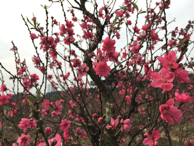 Đ&agrave;o B&iacute;ch đang nở rộ, nếu thời tiết tiếp tục r&eacute;t, những gốc đ&agrave;o nở rộ sẽ c&oacute; gi&aacute; cao hơn mọi năm. Tuy nhi&ecirc;n, nếu nắng ấm, c&oacute; thể to&agrave;n bộ số đ&agrave;o nở đợt đầu sẽ kh&ocirc;ng thể b&aacute;n.              Đ&agrave;o phai trồng năm nay nở rất đẹp, nhiều d&acirc;n s&agrave;nh chơi đ&agrave;o thường chọn đ&agrave;o phai thay v&igrave; b&iacute;ch đ&agrave;o.