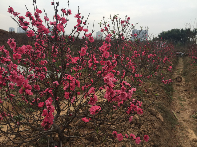 Nhiều vườn đ&agrave;o bung nở hoa trong nỗi lo &acirc;u, thấp thỏm của người trồng đ&agrave;o.