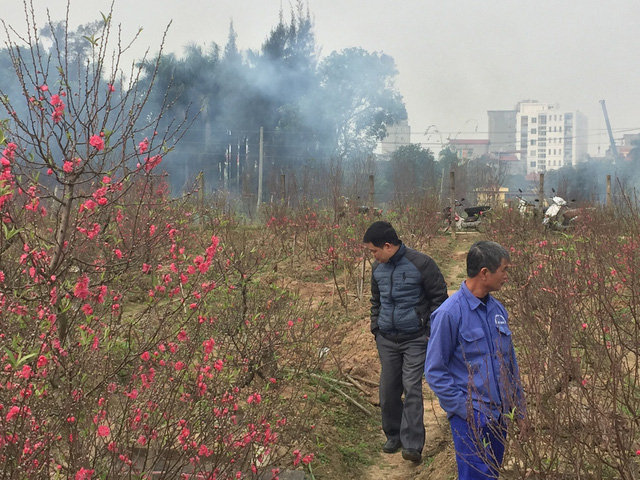 Nhiều người mua đ&agrave;o c&oacute; th&oacute;i quen đến tận vườn để chọn c&acirc;y. Năm nay thị trường đ&agrave;o d&ugrave; cận Tết nhưng vẫn kh&aacute; trầm lắng.