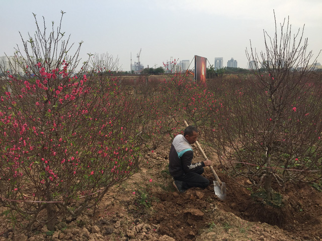 Những c&acirc;y đẹp được chủ vườn bưng gốc, chuyển b&aacute;n. Dự kiến đầu tuần sau, thị trường đ&agrave;o, quất v&agrave; hoa cho Tết sẽ thực sự rộ. Nhiều chủ vườn đ&atilde; phải canh cả ng&agrave;y đ&ecirc;m để th&uacute;c hoa nở, kịp b&aacute;n ra thị trường.