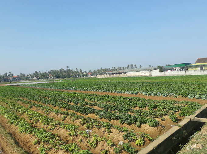 Nhiều diện t&iacute;ch hoa m&agrave;u bị ảnh hưởng năm 2011 của nh&acirc;n d&acirc;n kh&ocirc;ng được địa phương thống k&ecirc; lập danh s&aacute;ch, khiến việc chi trả tiền kh&ocirc;ng thực hiện được.