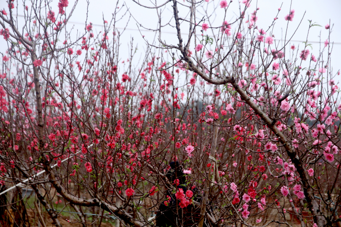 Đa số c&aacute;c vườn hoa đ&agrave;o đ&atilde; nở rộ b&aacute;o hiệu cho ng&agrave;y xu&acirc;n đ&atilde; về.