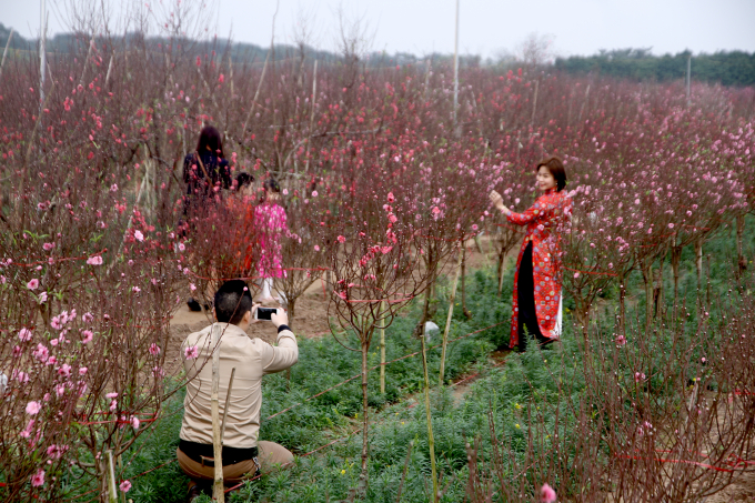 Đến vườn đ&agrave;o Nhật T&acirc;n dịp cuối năm