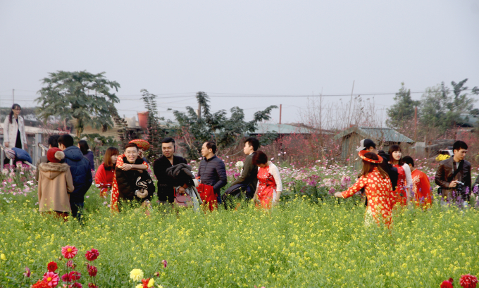 Kh&ocirc;ng chỉ c&oacute; ri&ecirc;ng hoa đ&agrave;o, tại khu vực B&atilde;i đ&aacute; S&ocirc;ng Hồng c&ograve;n c&oacute; nhiều lo&agrave;i hoa kh&aacute;c như c&uacute;c, thược dược, violet...