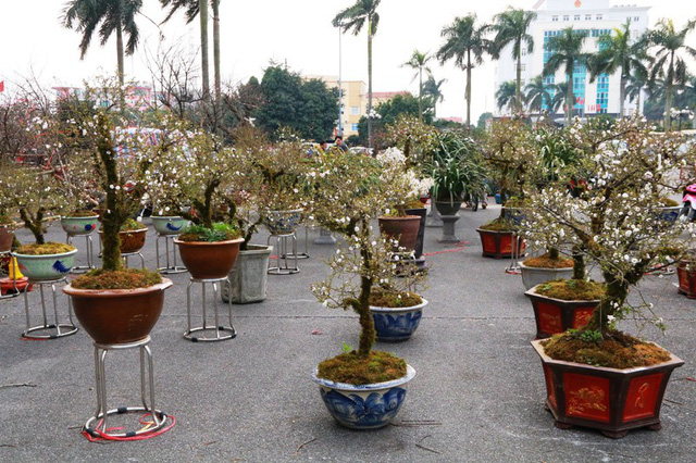 Tại hội chợ hoa xu&acirc;n Ninh B&igrave;nh đ&oacute;n xu&acirc;n Mậu Tuất 2018 đang trưng b&aacute;n gần 100 c&acirc;y mai trắng (Nhất chi mai) từ Sa Pa đưa về. Đ&acirc;y l&agrave; lo&agrave;i hoa hiếm c&oacute; ở Ninh B&igrave;nh. V&igrave; l&agrave; lo&agrave;i hoa độc đ&aacute;o n&ecirc;n nơi b&agrave;y b&aacute;n lo&agrave;i