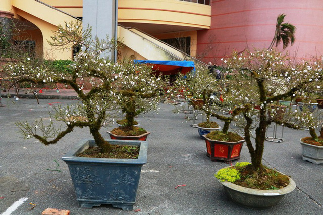 Đa số những c&acirc;y nhất chi mai được b&agrave;y b&aacute;n đều c&oacute; tuổi đời h&agrave;ng chục năm. C&acirc;y &iacute;t nhất cũng cả chục năm tuổi. Dịp chợ xu&acirc;n năm nay, lo&agrave;i mai trắng đổ bộ về Ninh B&igrave;nh khiến nhiều người kh&ocirc;ng khỏi ngỡ ng&agrave;ng. Đặc biệt, người d&acirc;n, du kh&aacute;ch đi chợ xu&acirc;n c&ograve;n cho&aacute;ng v&aacute;ng hơn với gi&aacute; của mỗi chậu mai.