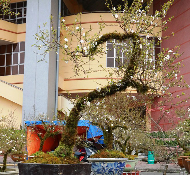 C&acirc;y mai trắng được chủ vườn rao b&aacute;n c&oacute; gi&aacute; thấp nhất l&agrave; chục triệu đồng, đ&acirc;y l&agrave; c&acirc;y mai nhỏ, tuổi đời &iacute;t. Gi&aacute; b&igrave;nh qu&acirc;n của h&agrave;ng chục c&acirc;y nhất chi mai được rao b&aacute;n từ 20 - 50 triệu đồng. C&oacute; c&acirc;y được ra gi&aacute; 80 - 100 triệu đồng. Nhiều người khi nghe gi&aacute; b&aacute;n chỉ biết xu&yacute;t xoa.