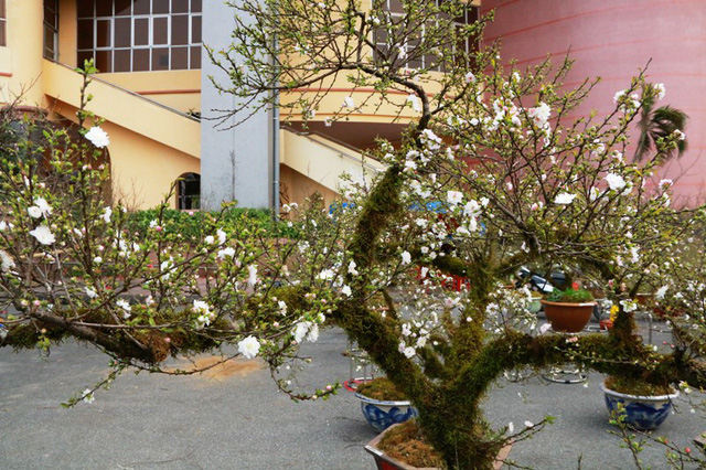 Chủ vườn b&aacute;n hoa l&yacute; giải, gi&aacute; mai trắng đắt v&igrave; đ&acirc;y l&agrave; loại c&acirc;y hiếm v&agrave; rất kh&oacute; trồng, kh&ocirc;ng phải nơi n&agrave;o cũng trồng v&agrave; chăm s&oacute;c được. Lo&agrave;i hoa n&agrave;y chỉ khoe sắc một lần trong năm, m&agrave;u hoa trắng tinh khiết, th&acirc;n c&acirc;y mộc mạc r&ecirc;u phong rất h&uacute;t người chơi. Mai trắng c&oacute; thể trưng trong nh&agrave; dịp Tết v&agrave; tỏa ng&aacute;t hương rất thơm.