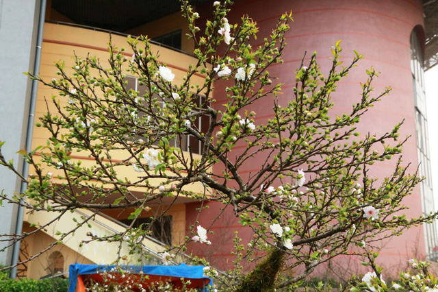 Thời điểm n&agrave;y, d&ugrave; chưa đến Tết Nguy&ecirc;n đ&aacute;n nhưng những c&acirc;y mai được trưng b&aacute;n đ&atilde; bắt đầu nở những b&ocirc;ng hoa trắng tinh, giữa nhụy c&oacute; điểm m&agrave;u hồng rất đẹp mắt. Tr&ecirc;n c&aacute;c c&agrave;nh mai nụ hoa d&agrave;y đặc từng c&agrave;nh. Gi&aacute; mỗi c&acirc;y mai trắng đắt hay rẻ c&ograve;n phụ thuộc rất lớn v&agrave;o nụ, hoa, l&aacute; tr&ecirc;n từng th&acirc;n c&acirc;y.