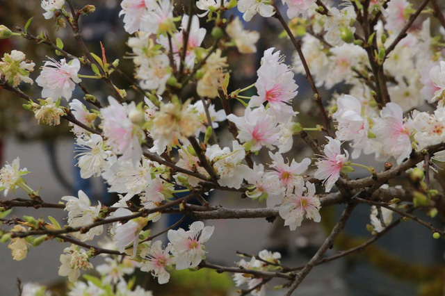 Nhiều c&acirc;y hoa đ&atilde; bung nở trắng tinh một m&agrave;u hoa trứ danh