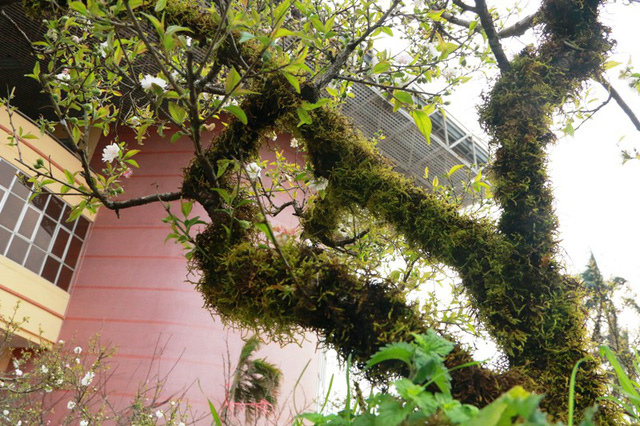 Khắp th&acirc;n c&acirc;y được nh&agrave; vườn phủ một lớn r&ecirc;u xanh tạo th&ecirc;m vẻ đẹp cổ cho c&aacute;c gốc mai. B&ecirc;n cạnh đ&oacute;, việc phủ r&ecirc;u xanh v&agrave;o th&acirc;n cũng gi&uacute;p cho c&acirc;y giữ được độ ẩm gi&uacute;p hoa khoe sắc đ&uacute;ng dịp, l&aacute; non bung trồi nảy lộc đ&oacute;n xu&acirc;n.