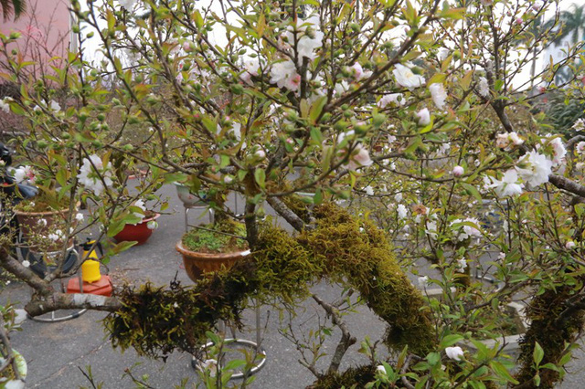 C&acirc;y nhất chi mai c&oacute; gi&aacute; 100 triệu đồng được cho l&agrave; một trong những c&acirc;y cảnh chơi Tết Mậu Tuất cao nhất tại hội chợ hoa xu&acirc;n Ninh B&igrave;nh năm nay. Ngo&agrave;i ra nhiều c&acirc;y mai trắng c&oacute; gi&aacute; 50 - 80 triệu đồng cũng l&agrave; gi&aacute;