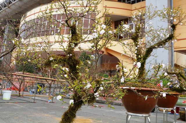 Những c&acirc;y mai trắng được rao b&aacute;n đều được nh&agrave; vườn giải th&iacute;ch thế c&acirc;y để người mua hiểu hơn, lựa chọn sao cho hợp với kh&ocirc;ng gian, phong thủy của gia đ&igrave;nh.