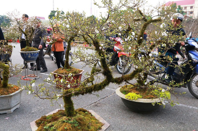 C&acirc;y mai trắng c&oacute; thế