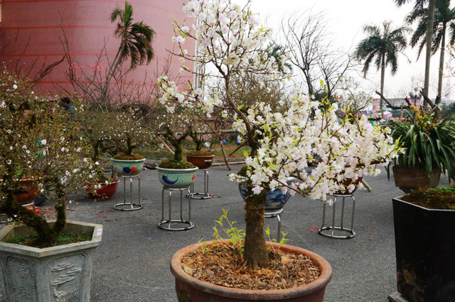 C&acirc;y mai bung nỏ hoa trắng tinh độc đ&aacute;o giữa vườn nhất chi mai gi&aacute; khủng thu h&uacute;t mọi &aacute;nh nh&igrave;n. C&acirc;y mai n&agrave;y c&oacute; tuổi đời chục năm. V&igrave; hoa nở sớm n&ecirc;n gi&aacute; cũng c&oacute; phần