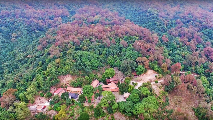 Rừng phong ngập tr&agrave;n sắc đỏ xung quanh ch&ugrave;a Thanh Mai&nbsp;