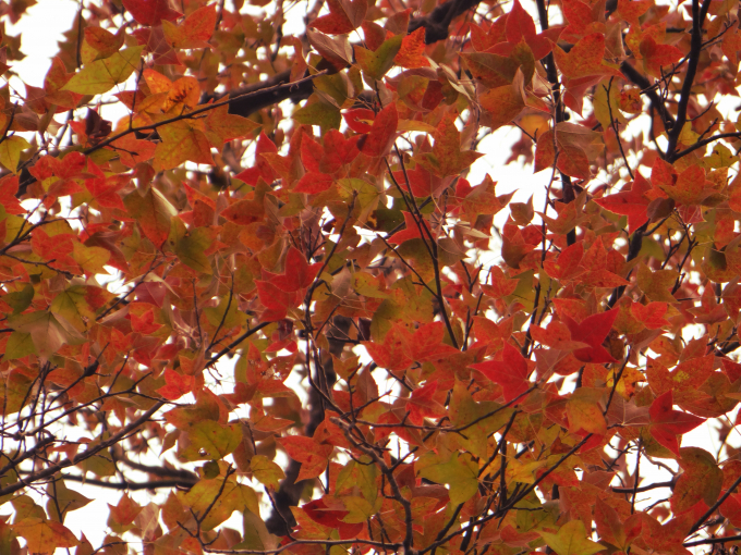 T&aacute;n l&aacute; phong khoe sắc đỏ rực