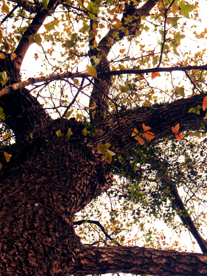 Th&acirc;n c&acirc;y th&acirc;n c&oacute; k&iacute;ch thước 2 người &ocirc;m mới xuể&nbsp;