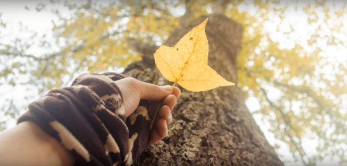 L&aacute; phong khi m&agrave;u v&agrave;ng