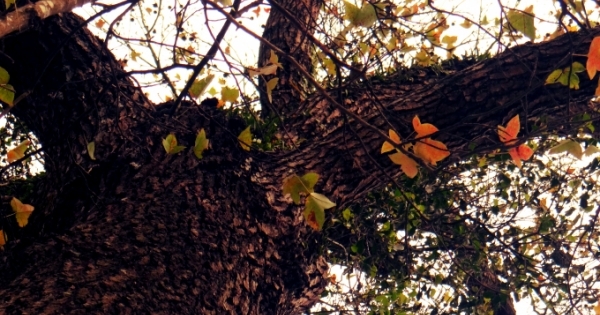 Độc đáo vẻ đẹp của rừng phong ở Hải Dương