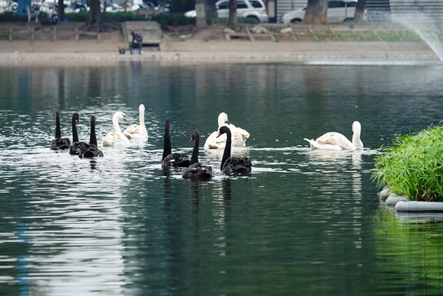 Đ&agrave;n thi&ecirc;n nga rất hợp với thời tiết H&agrave; Nội. Ảnh Mai Thu