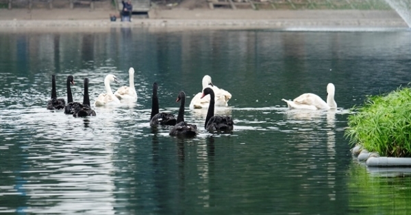 Ai là người tặng 12 con thiên nga thả hồ Hoàn Kiếm