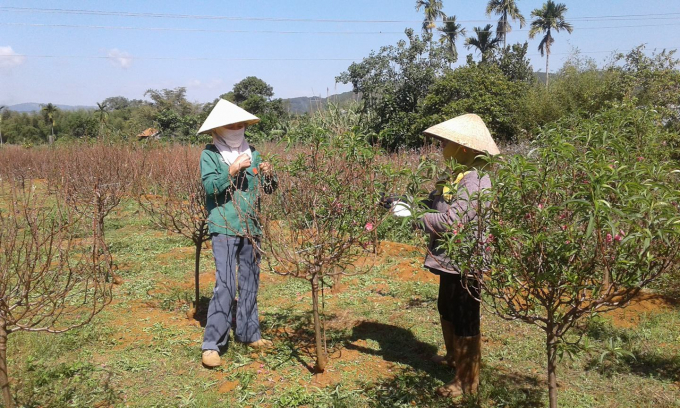 Người d&acirc;n Nam Ban tỉa l&aacute; để đ&agrave;o Nhật T&acirc;n nở đ&uacute;ng dịp Tết.