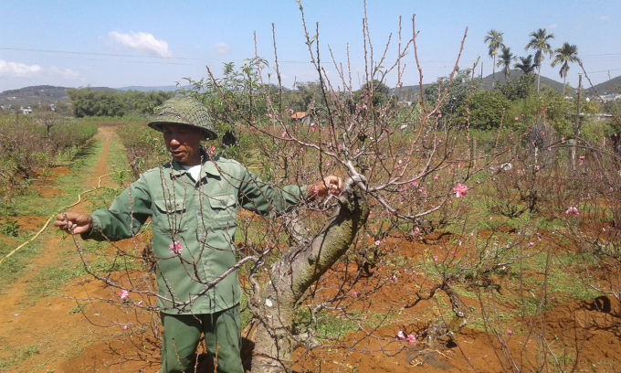 &Ocirc;ng Chu Văn Lợi b&ecirc;n những gốc đ&agrave;o cổ thụ hứa hẹn m&ugrave;a bội thu.