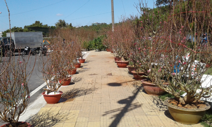 Đ&agrave;o được b&agrave;y b&aacute;n nhiều khu vực hồ Xu&acirc;n Hương Đ&agrave; Lạt.&nbsp;