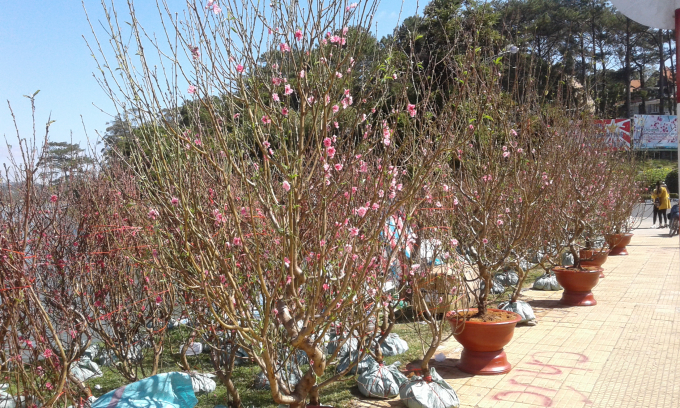 Những c&acirc;y đ&agrave;o to đ&atilde; xuất hiện những b&ocirc;ng hoa đỏ rực.