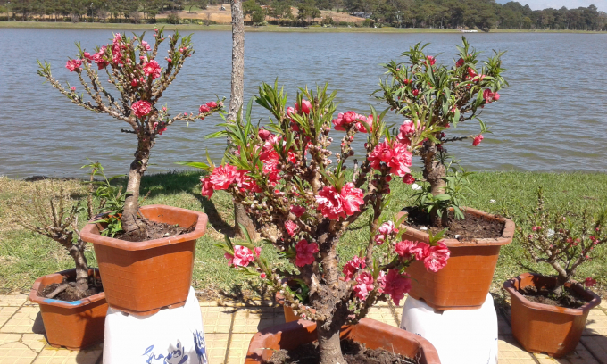 Đ&agrave;o Thất thốn, tiến vua mi ni được ưa chuộng trong dịp Tết n&agrave;y.