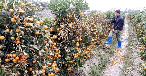 Thanh Hóa: Phá hoại hàng trăm cây quất của hàng xóm, lĩnh 30 tháng tù