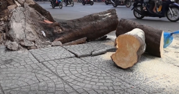 TP HCM: Cây xanh bật gốc, 2 người bị thương