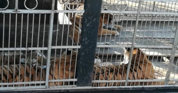 Tai nạn kinh hoàng khi nhân viên gánh xiếc cho hổ ăn