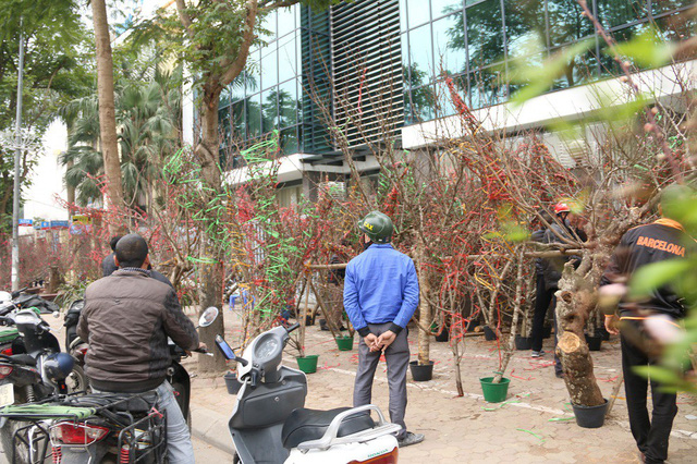 C&agrave;ng gần Tết Nguy&ecirc;n đ&aacute;n, nhiều con phố, khu chợ ở H&agrave; Nội lại tr&agrave;n ngập c&aacute;c loại đ&agrave;o rừng từ khắp c&aacute;c tỉnh th&agrave;nh như: H&ograve;a B&igrave;nh, L&agrave;o Cai, Y&ecirc;n B&aacute;i&hellip; đổ về.