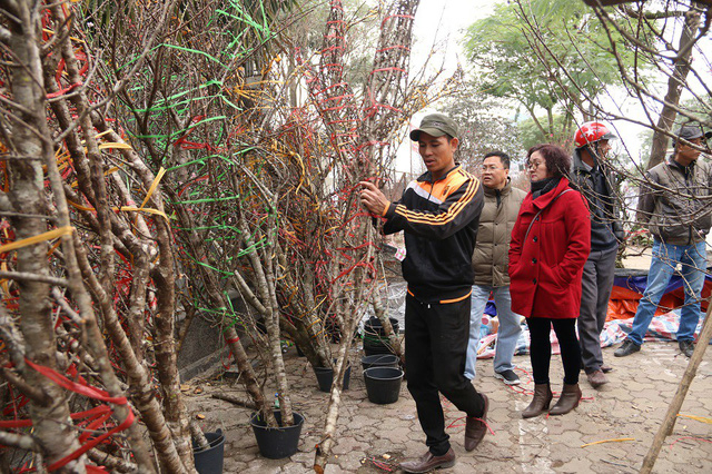 Tại khu vực đường Lạc Long Qu&acirc;n (H&agrave; Nội), c&oacute; khoảng hơn chục h&agrave;ng b&aacute;n đ&agrave;o rừng. So với mọi năm, gi&aacute; đ&agrave;o năm nay kh&ocirc;ng c&oacute; nhiều biến động. Trung b&igrave;nh, một c&acirc;y đ&agrave;o rừng đẹp c&oacute; gi&aacute; dao động từ 1 &ndash; 5 triệu, những gốc đ&agrave;o cổ thụ, d&aacute;ng thế đẹp c&oacute; thể được trả gi&aacute; tr&ecirc;n 10 triệu đồng. Anh Nam, một thương l&aacute;i bu&ocirc;n đ&agrave;o rừng cho biết, năm nay anh lấy được khoảng 300 gốc đ&agrave;o rừng ở Mộc Ch&acirc;u (Sơn La) đến thời điểm n&agrave;y chỉ c&ograve;n khoảng 80 gốc. Trong đ&oacute;, những gốc đẹp, c&oacute; gi&aacute; trị đa phần đ&atilde; b&aacute;n hết.