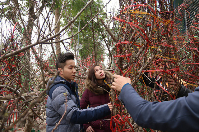 So với c&aacute;c loại đ&agrave;o kh&aacute;c, đ&agrave;o rừng c&oacute; d&aacute;ng thế tự nhi&ecirc;n, hoa v&agrave; nụ nhiều đặc biệt c&oacute; thể chơi Tết h&agrave;ng th&aacute;ng. Ch&iacute;nh v&igrave; thế, v&agrave;i năm trở lại đ&acirc;y, chơi đ&agrave;o rừng trở th&agrave;nh xu thế được nhiều người ưa chuộng.