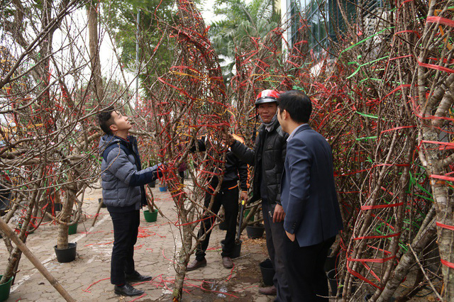 Để c&oacute; những c&acirc;y đ&agrave;o rừng đẹp, c&aacute;c chủ vườn thường phải thu&ecirc; người lặn lội v&agrave;o c&aacute;c c&aacute;nh rừng &ldquo;s&acirc;u&rdquo; để săn t&igrave;m, sau đ&oacute; thu&ecirc; xe đ&aacute;nh về H&agrave; Nội. Năm nay thời tiết thuận lợi n&ecirc;n theo c&aacute;c chủ bu&ocirc;n, đ&agrave;o rừng dự t&iacute;nh sẽ kịp bung nở trong dịp Tết Nguy&ecirc;n đ&aacute;n.