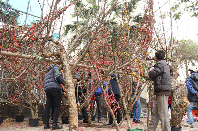 C&aacute;c gian h&agrave;ng b&aacute;n đ&agrave;o rừng lu&ocirc;n tập nập kh&aacute;ch t&igrave;m đến mua từ sớm.