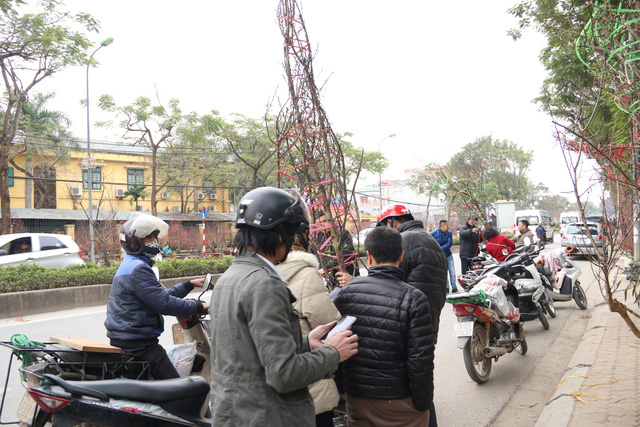 Đ&agrave;o rừng c&oacute; đủ mọi k&iacute;ch cỡ, h&igrave;nh d&aacute;ng trong đ&oacute; nhiều c&acirc;y cao từ 3-5m.