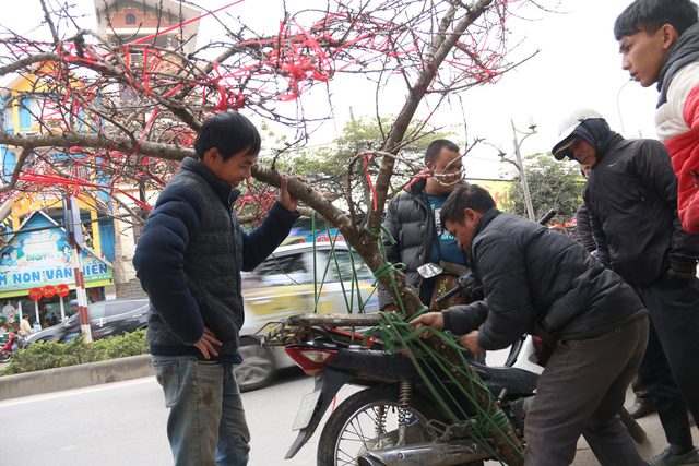 Một gốc đ&agrave;o rừng c&oacute; gi&aacute; v&agrave;o khoảng 6 triệu, nổi bật bởi th&acirc;n r&ecirc;u mốc v&agrave; t&aacute;n x&ograve;e rộng, nhiều lộc, nụ.