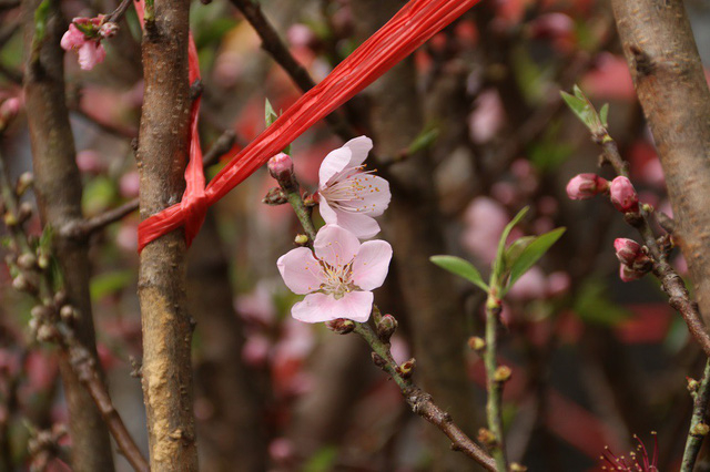 Những c&agrave;nh đ&agrave;o rừng bắt đầu bung nở những c&aacute;nh đầu ti&ecirc;n.