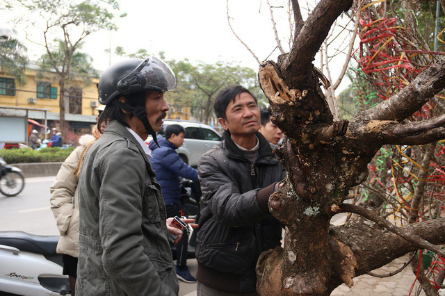 Một gốc đ&agrave;o cổ thụ c&oacute; gi&aacute; v&agrave;o khoảng 10 triệu đồng được b&agrave;y b&aacute;n tr&ecirc;n đường Lạc Long Qu&acirc;n (H&agrave; Nội).