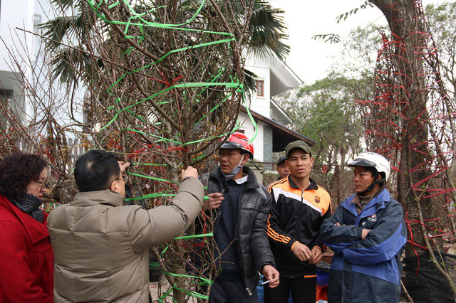 C&aacute;c gốc đ&agrave;o rừng được bọc d&acirc;y cẩn thận để tr&aacute;nh gẫy c&agrave;nh. Thời điểm n&agrave;y, đa phần c&aacute;c gốc đ&agrave;o rừng chưa bung hoa, nảy nụ.